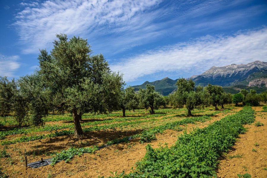 rows of green plants and trees at 'Ktima Golemi' in the background of blue sky and mountains